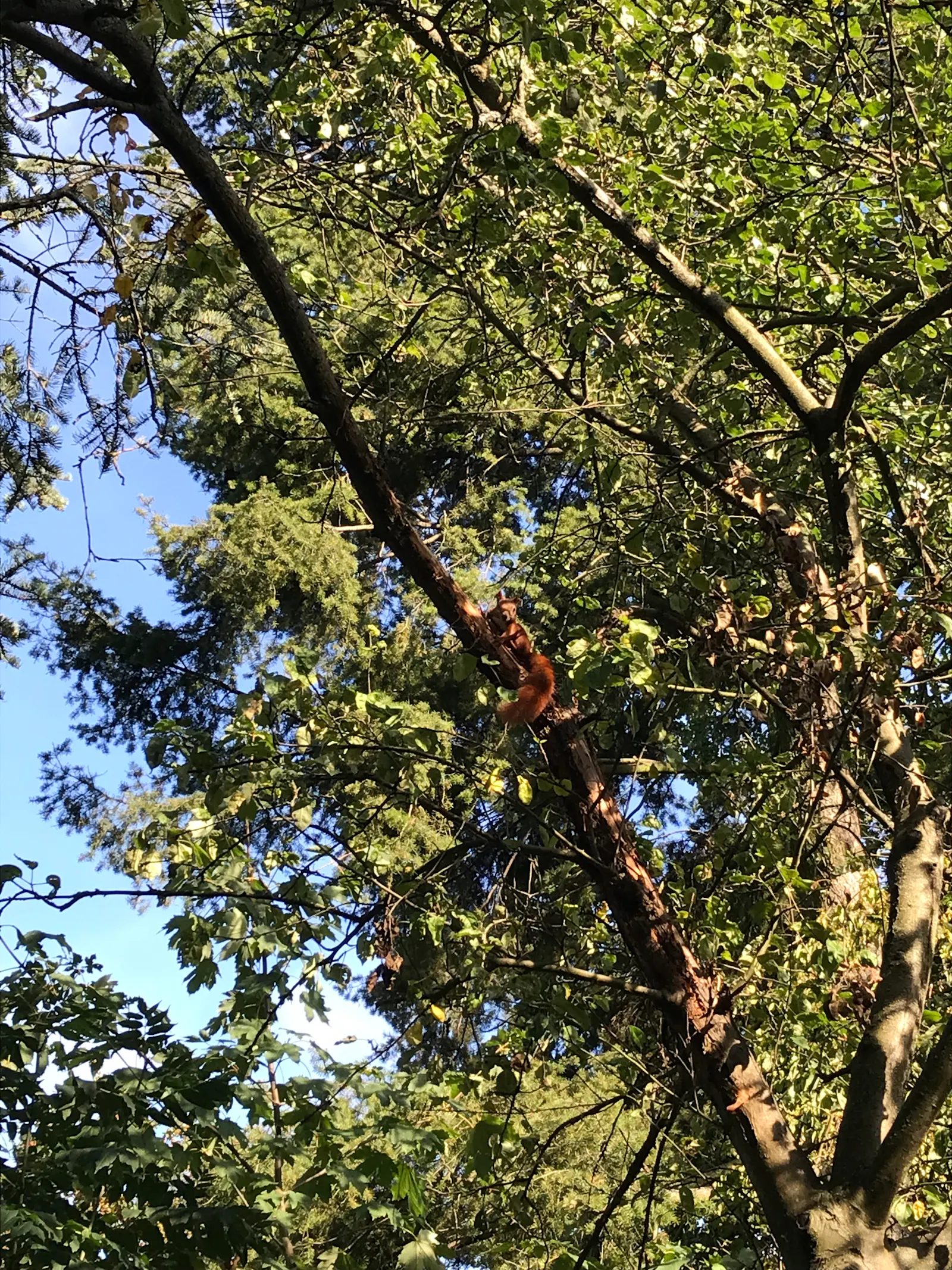 ein eichhörnchen sitzt in einem baum und schaut direkt in die kamera / a squirrel sitting in a tree, looking right at the camera