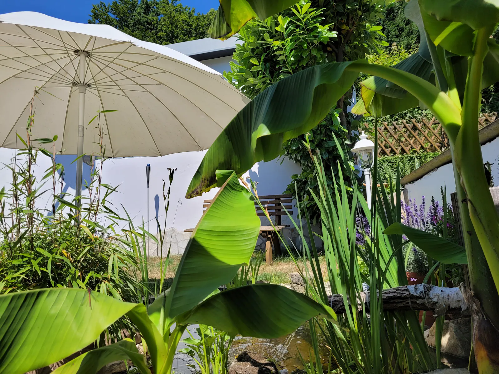 Sommerlicher Garten mit Bananenstauden und anderen Grünpflanzen, Teich und weißem Sonnenschirm.