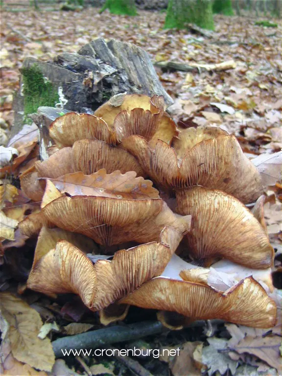 Unknown mushrooms on a tree stump