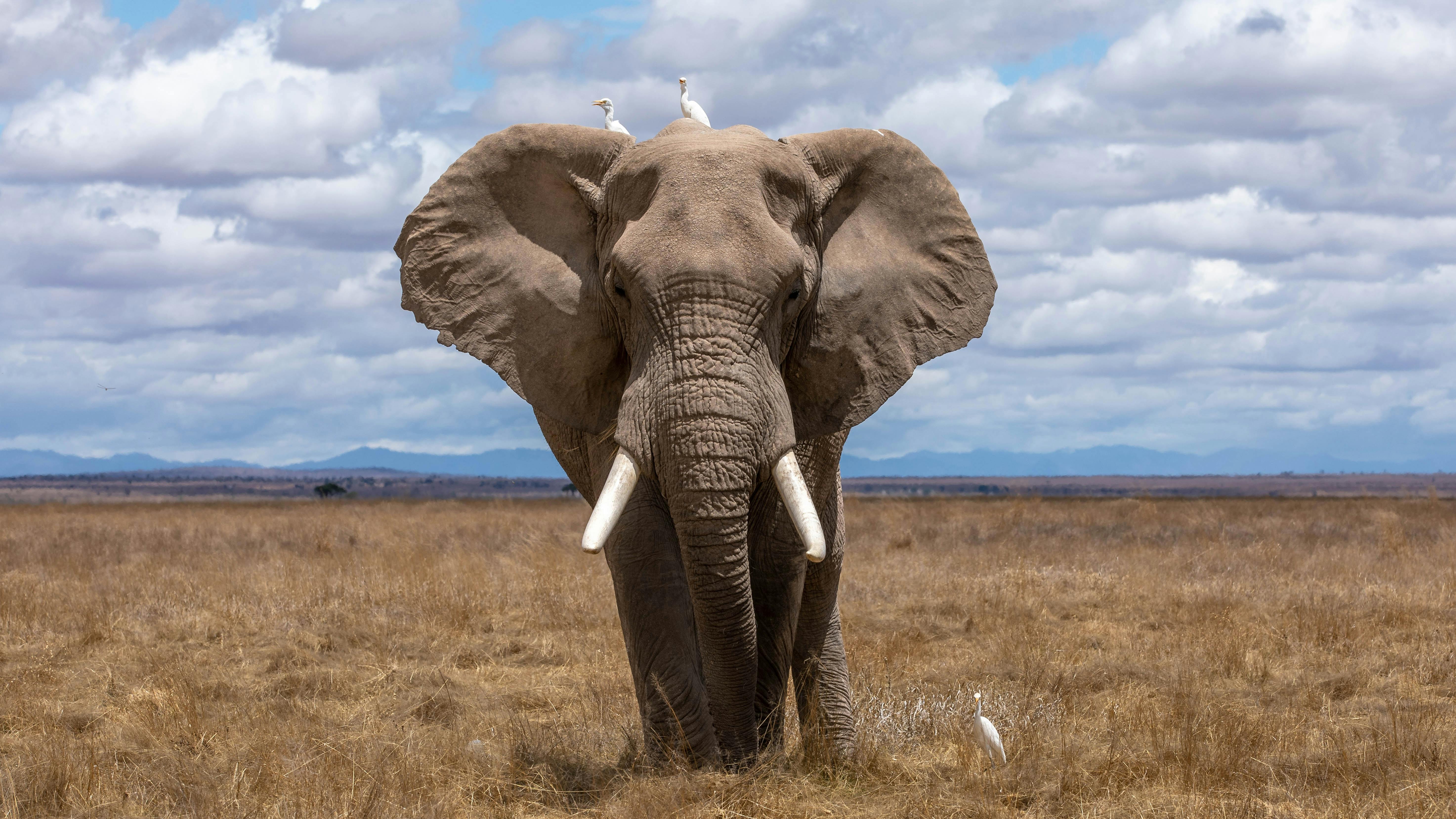 Elefant