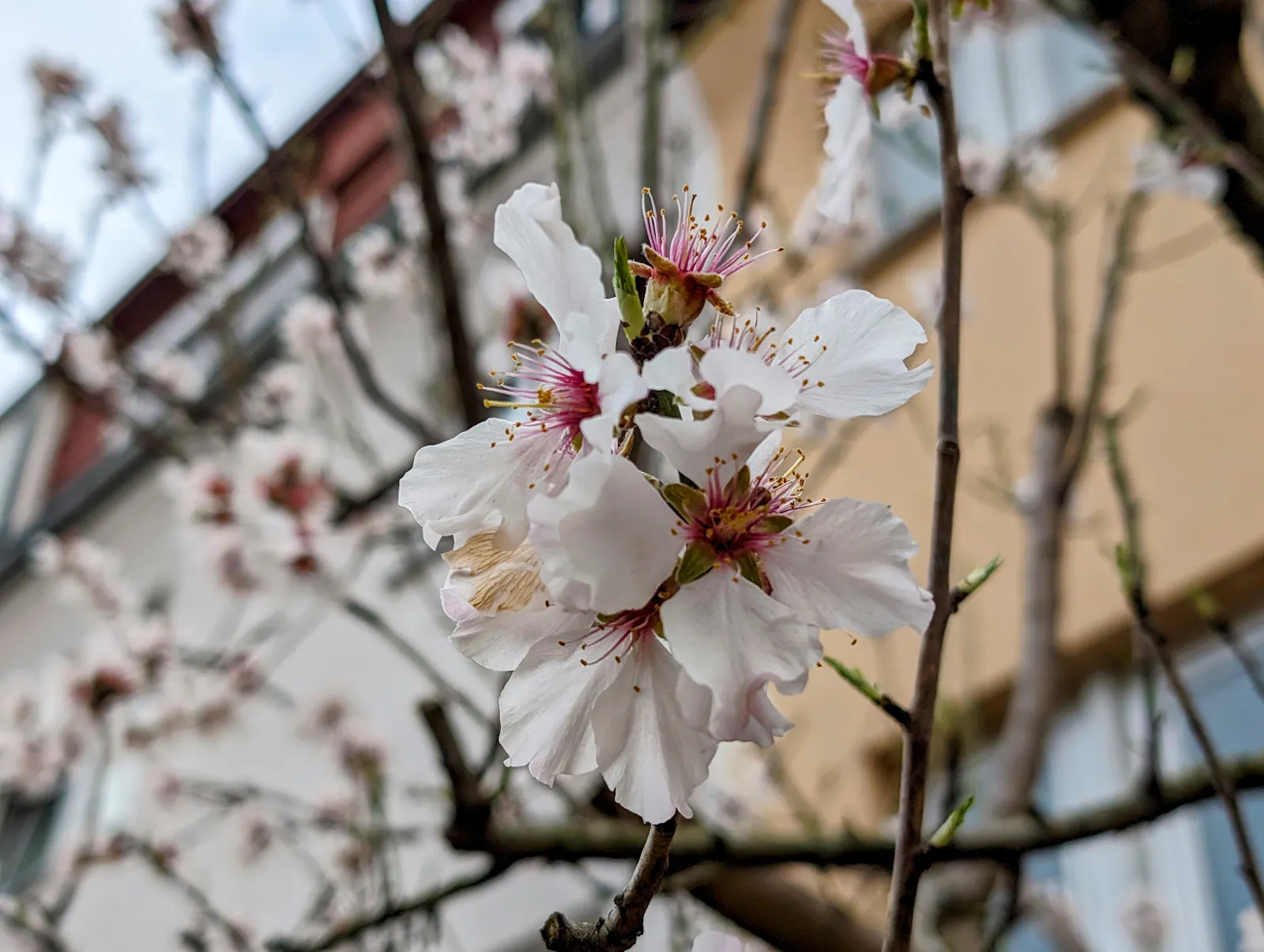 In Stuttgart-Ost blühen die Mandelbäume. Foto: Jürgen Brand