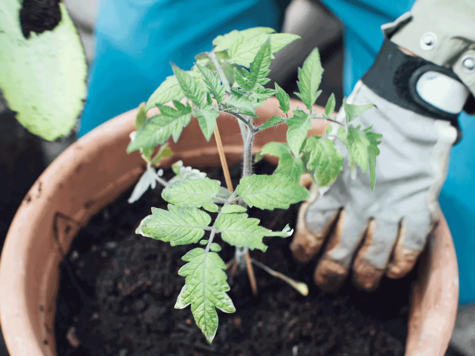 Durchs Gartenjahr: Tomaten endlich auspflanzen
