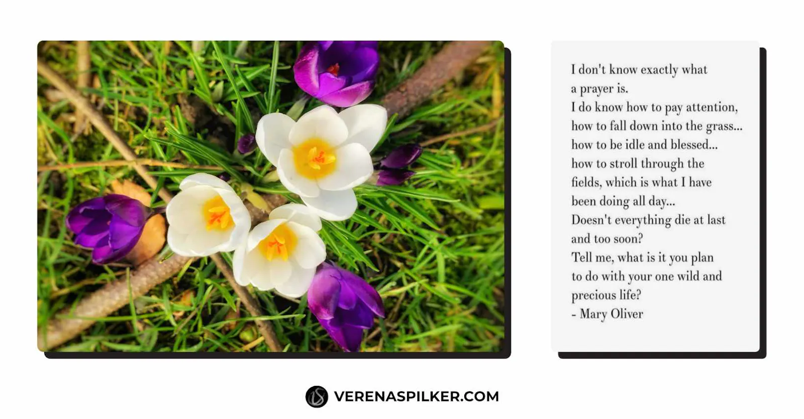 Flower Image and Mary Oliver Quote via Pinterest.