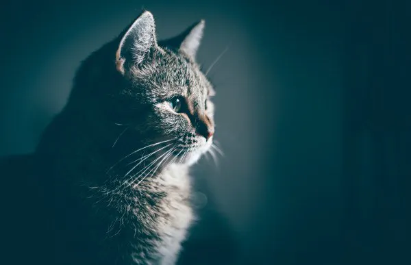 Das Foto einer grau getigerten Katze von der Seite in der Halbtotalen. Der Hintergrund ist gräulich und verwaschen. Das Licht kommt von der Seite und leuchtet die Katze direkt an.