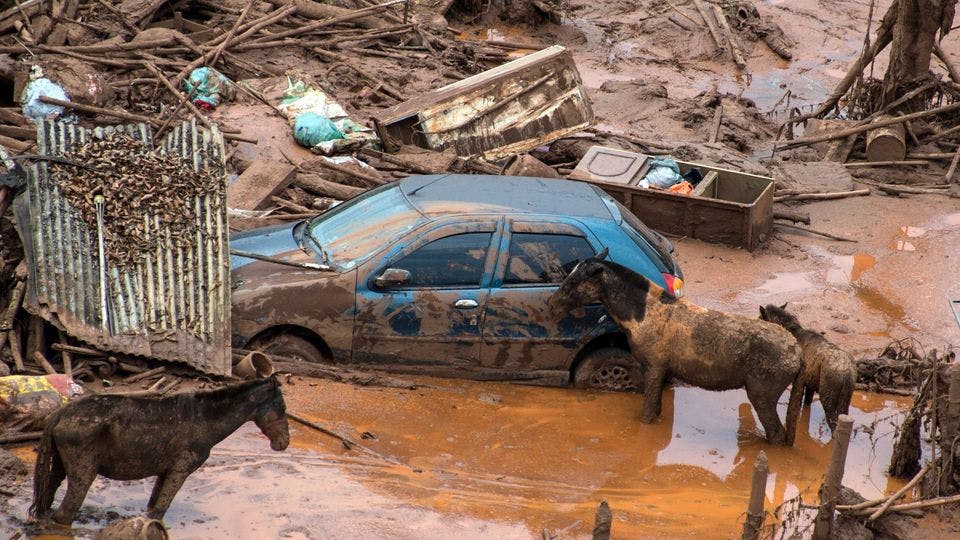Naturkatastrophe: Wasser, Schlamm, Trümmer, Tiere