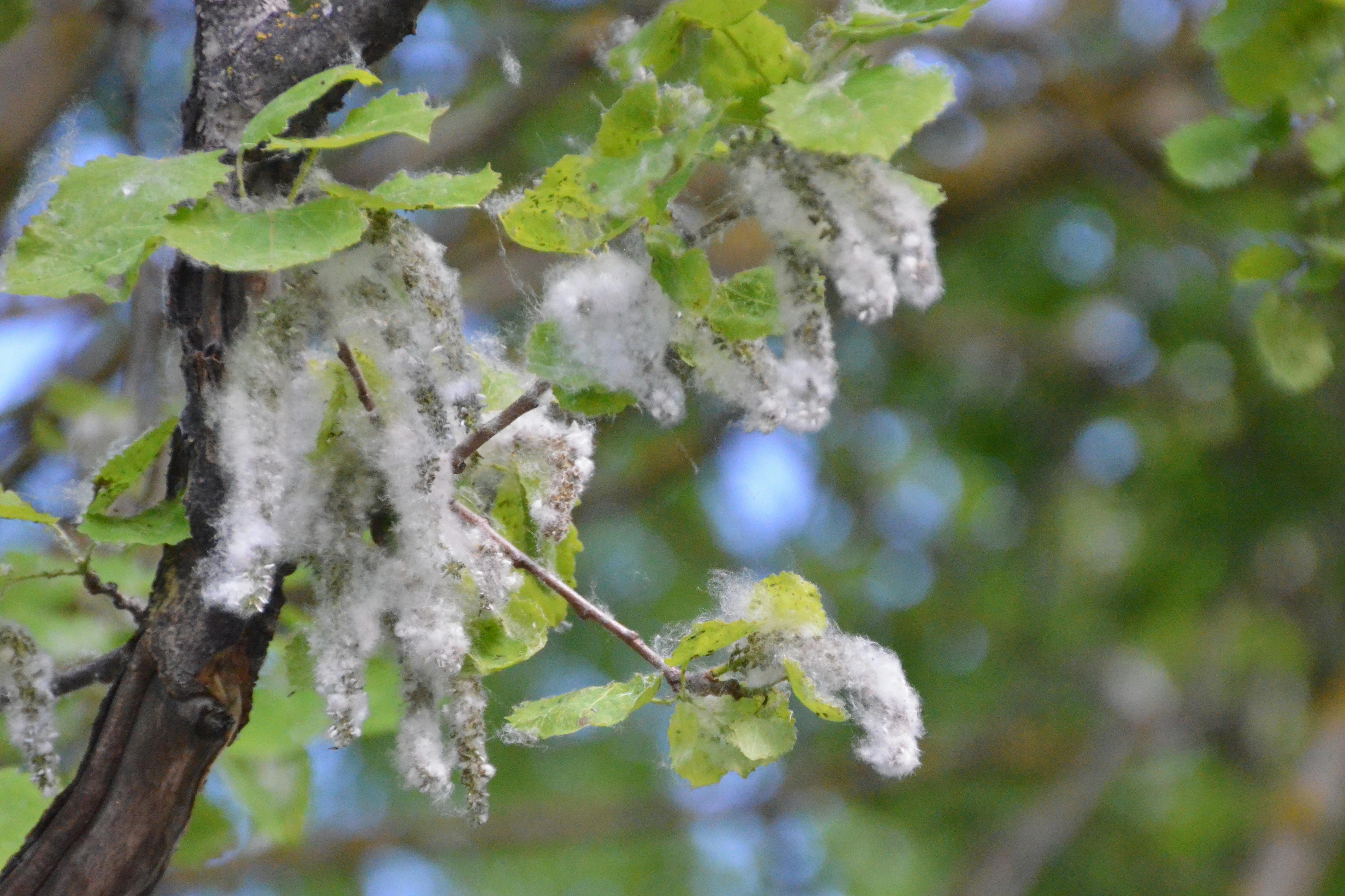 Blätter und weiße, flauschige Gehänge an einem Baum