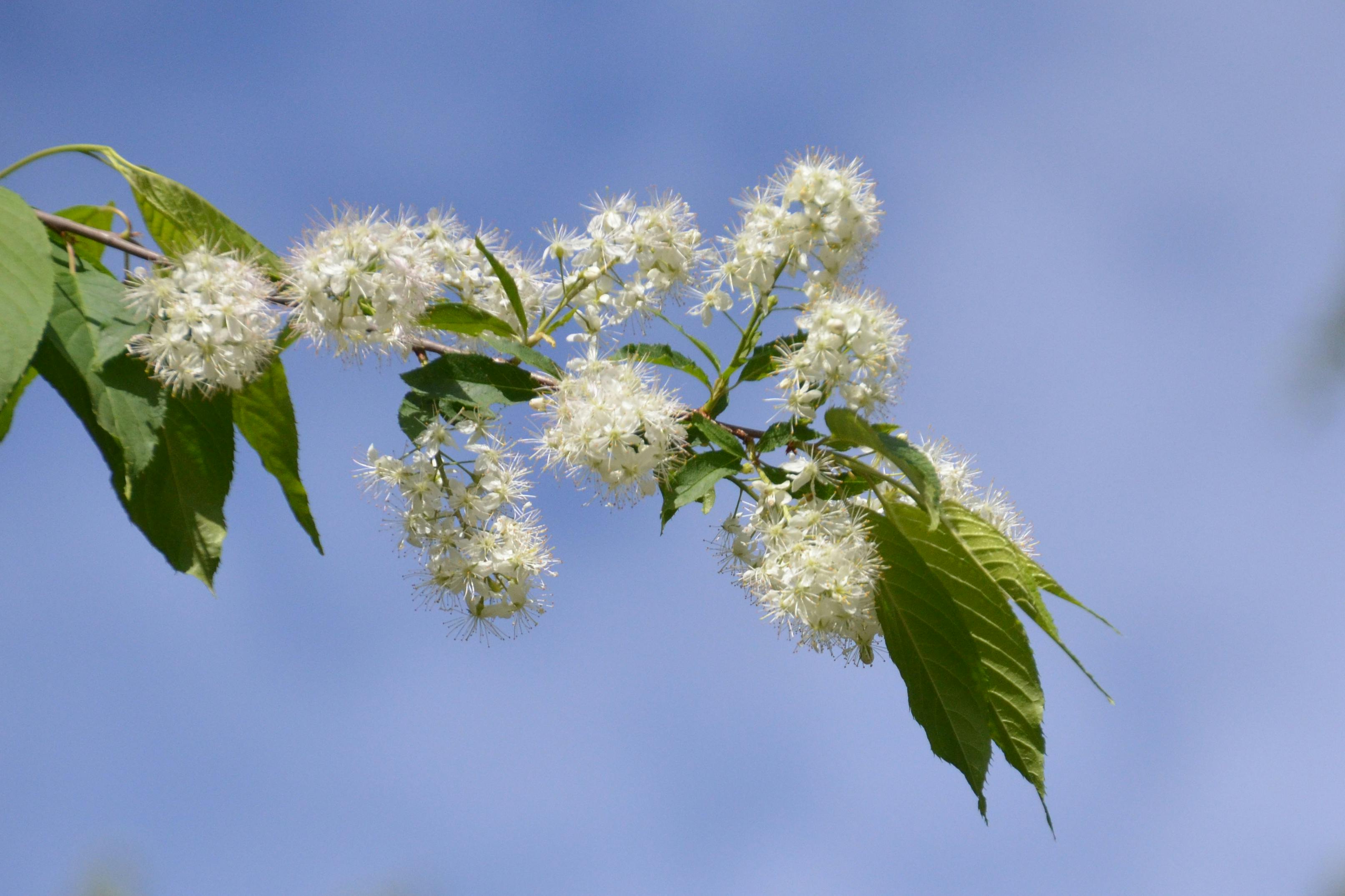 Blütenstände mit weißen Blüten an einem Zweig