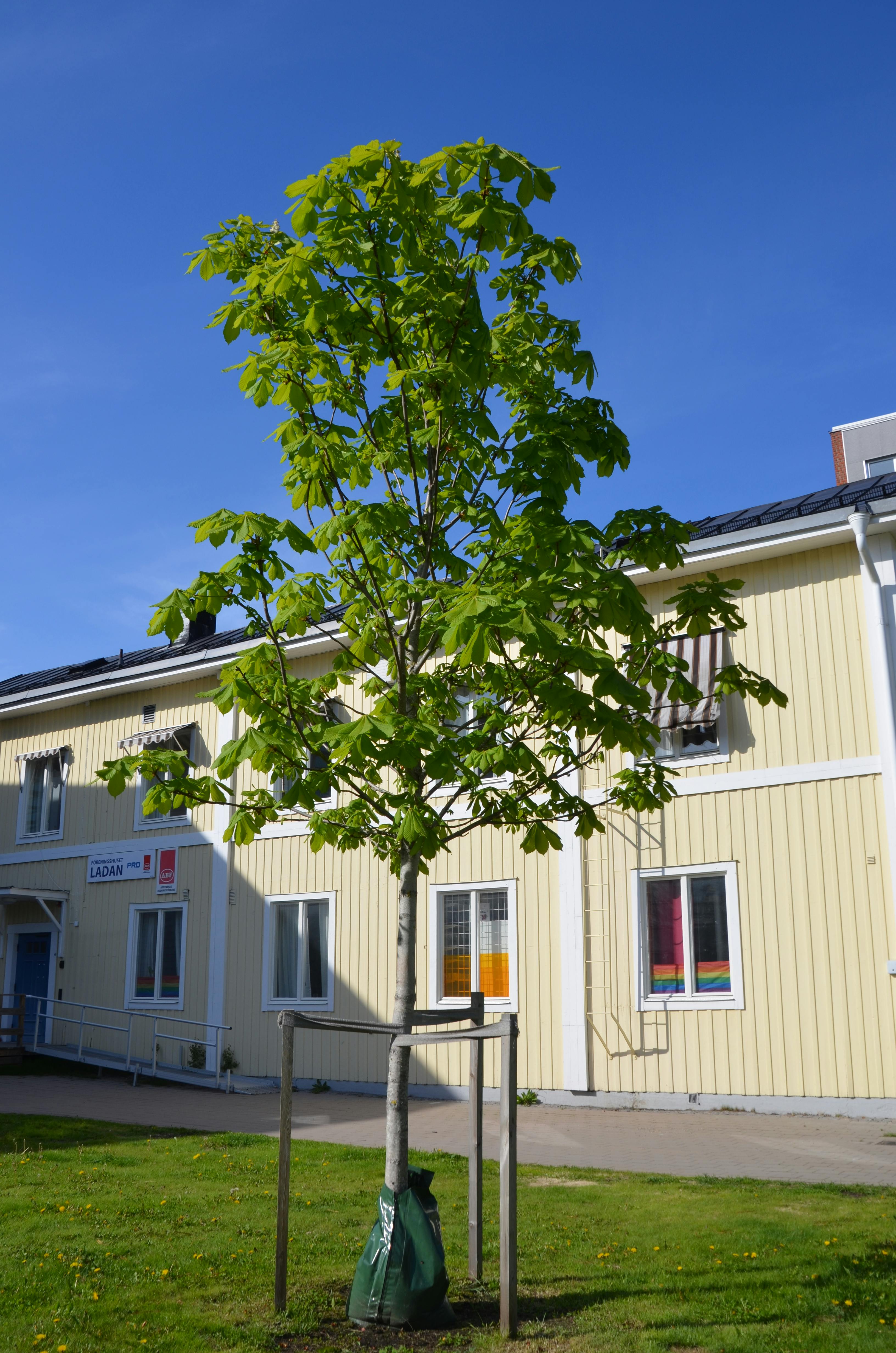 Junger Baum vor hellgelbem Holzhaus