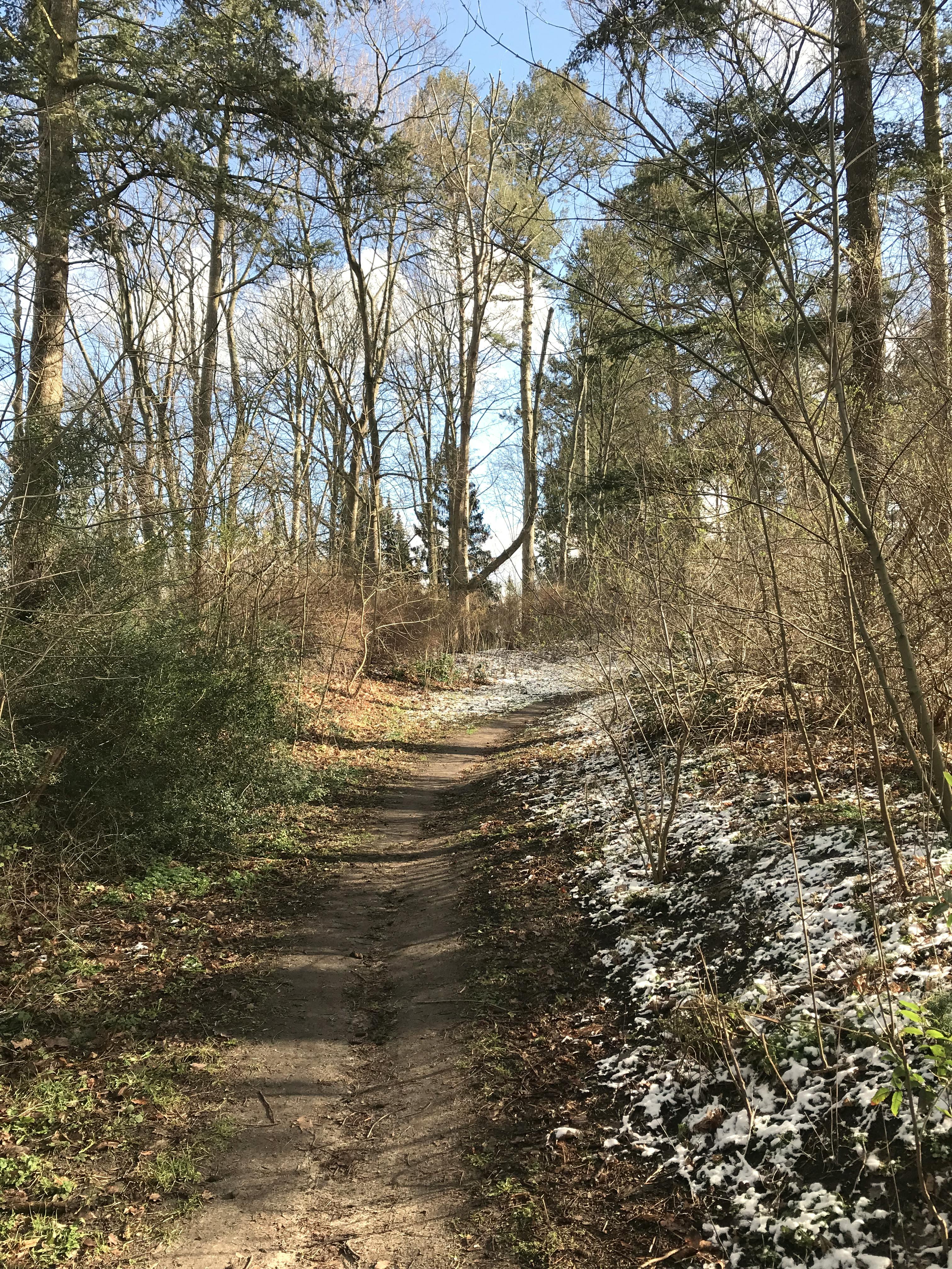 ein pfad zwischen bäumen in einem park, die bäume sind kahl mit dem hauch grün kurz bevor die Blätter ausschlagen, am wegrand liegt dünn etwas schnee / path in a park between trees which are bare but carrying the hint of green right before leaves start growing, a thin layer of snow at the wayside