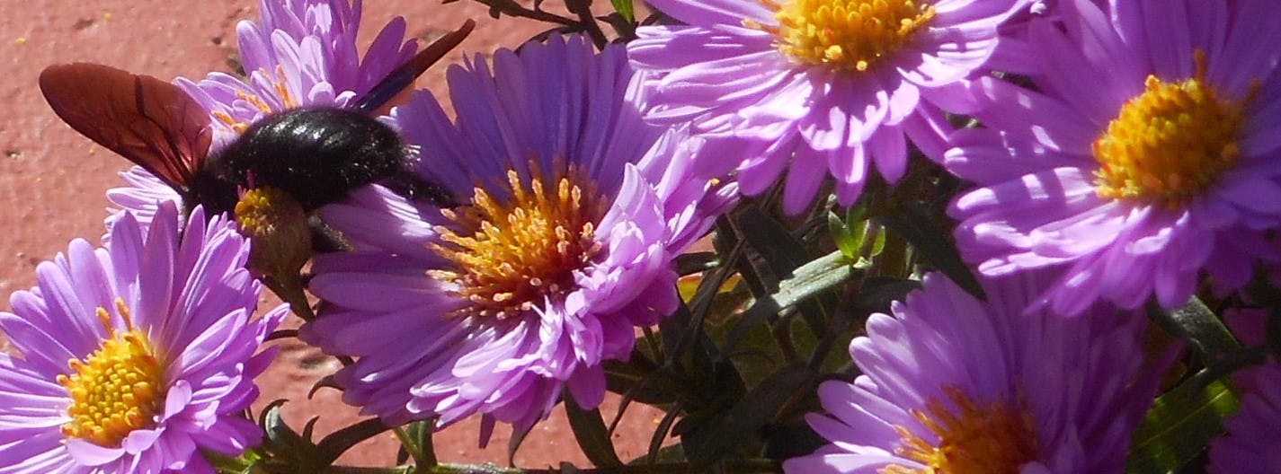 Aster-Strauß, die Blüten sind lila und haben ein gelbes Körbchen. Links nascht eine einheitlich schwarze Holzbiene mit leicht bräunlichen Flügeln an einer der Aster-Blüten.