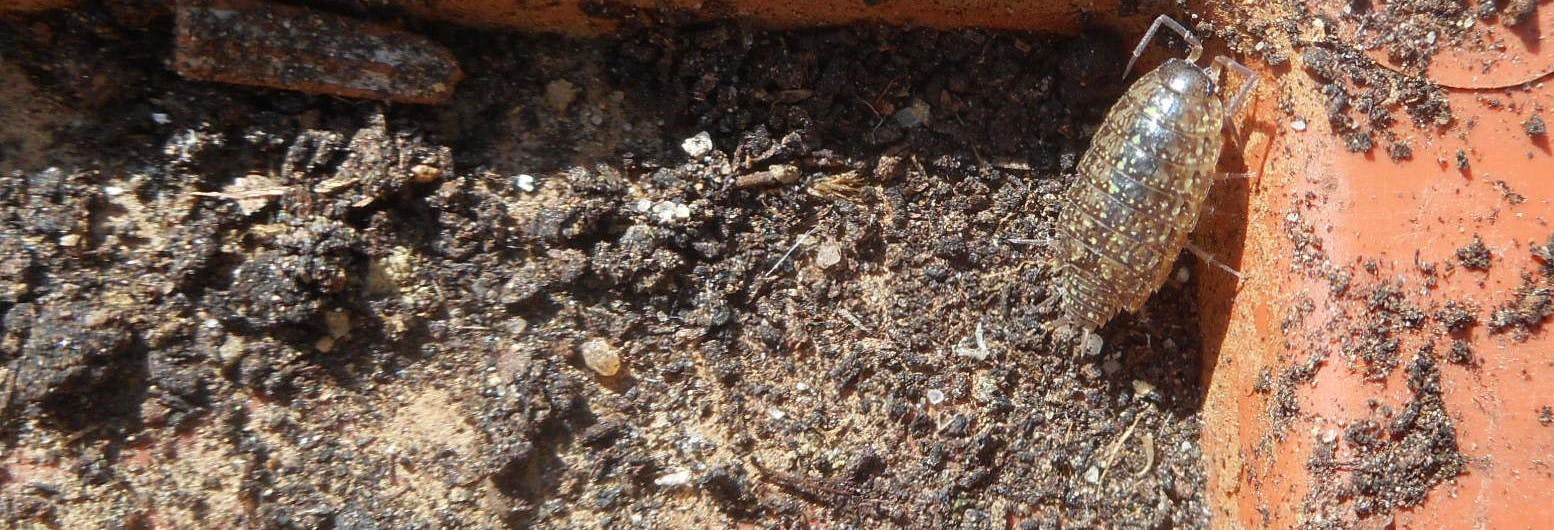 Eine Asssel krabbelt aus der Erde in einem Blumenkübel. Sie ist länglich-oval, hellbraun mit vielen, beigen Flecken und hat vorne zwei abgeknickte Fühler sowie an den Seiten sieben Beinpaare.