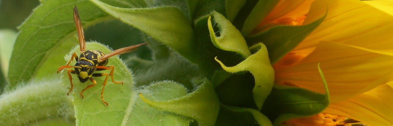 Im Hintergrund eine Sonnenblume (rechts) mit grünem Blattwerk (mitte-links). Auf den Blättern sitzt eine schwarze Wespe mit dem typischen, leuchtend gelben Muster. Sie hat orang-farbene Beine und sehr lange Flügel.