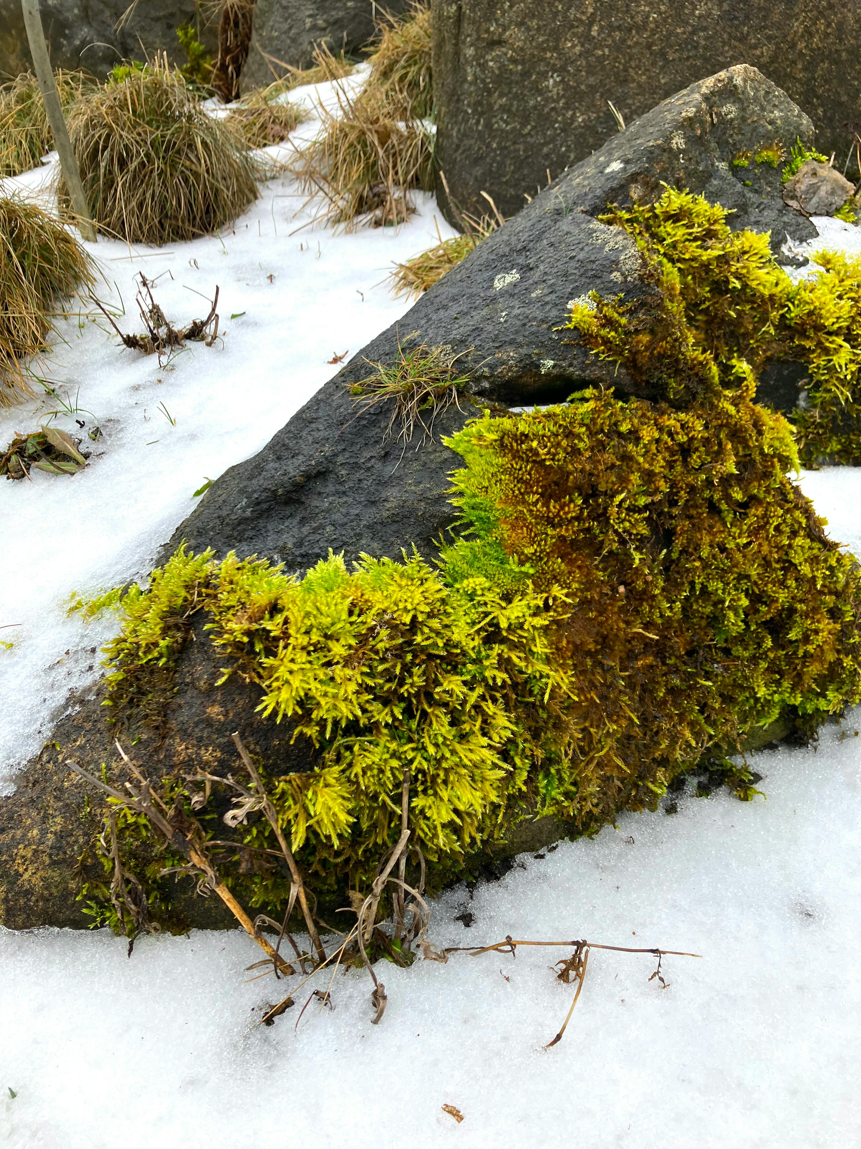 ein felsbrocken, auf dem leuchtend grünes moos wächst, rundherum liegt schnee  / a rock covered in bright green moss, the ground is covered in snow