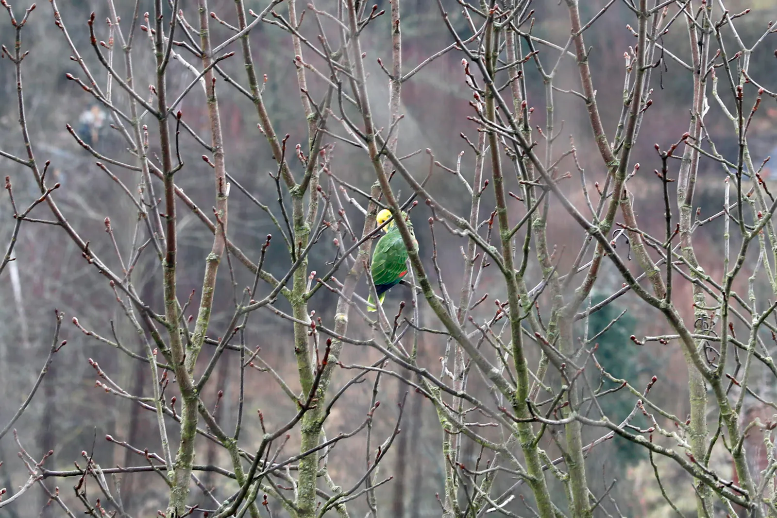 Die Stuttgarter Gelbkopfamazonen sind gerade schon wieder viel unterwegs, auch in Gaisburg. Foto: Uta Rometsch