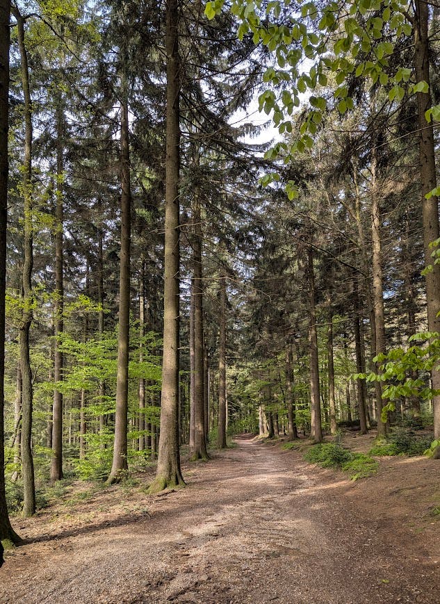 Schattiger Waldpfad mit Nadelbäumen und Laubbäumen am Wegrand