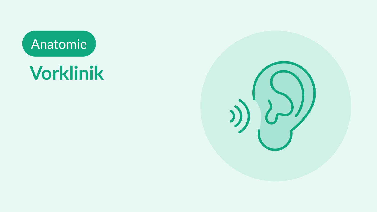 [Vorklinik] Anatomie Auditives System AMBOSS Audio