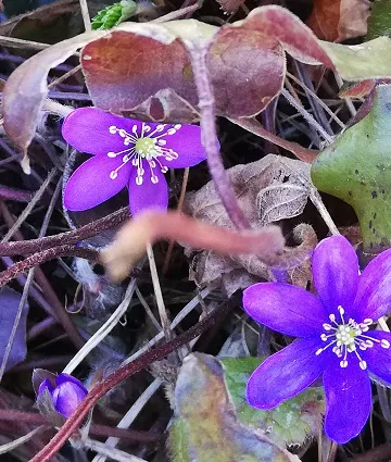Das Leberblümchen, eine geschützte Pflanze