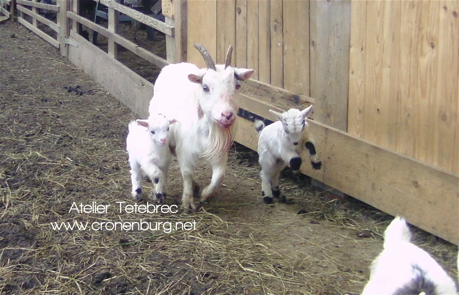A white goat mother with 2 white babies with some black spots. One hops merrily. An older photo because I didn't took one.