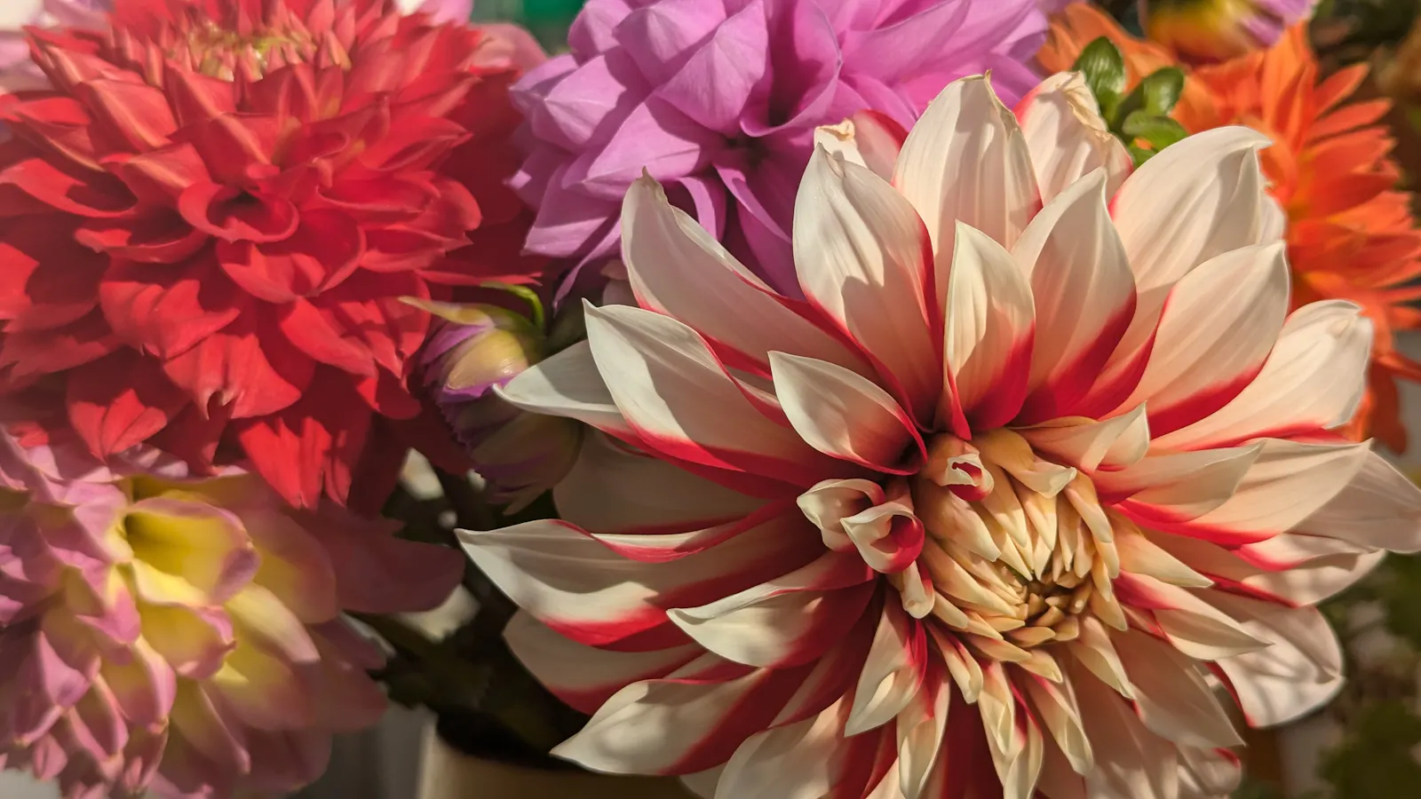 Die Dahliensträusse von Daumants Oss sind ein Feuerwerk.