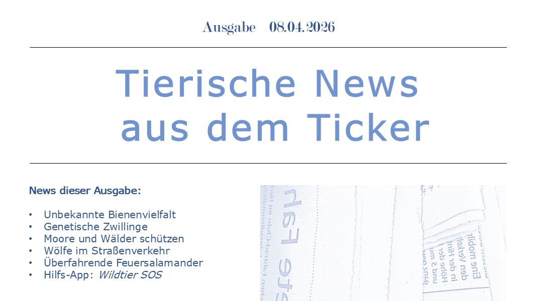 Tierische News aus dem Ticker (Farbe Blau), Ausgabe vom 8. April 2026. Es geht um Bienen, genetische Zwillinge, Moore & Wälder, Wölfe, Feuersalamander, den Straßenverkehr und eine Hilfs-App.