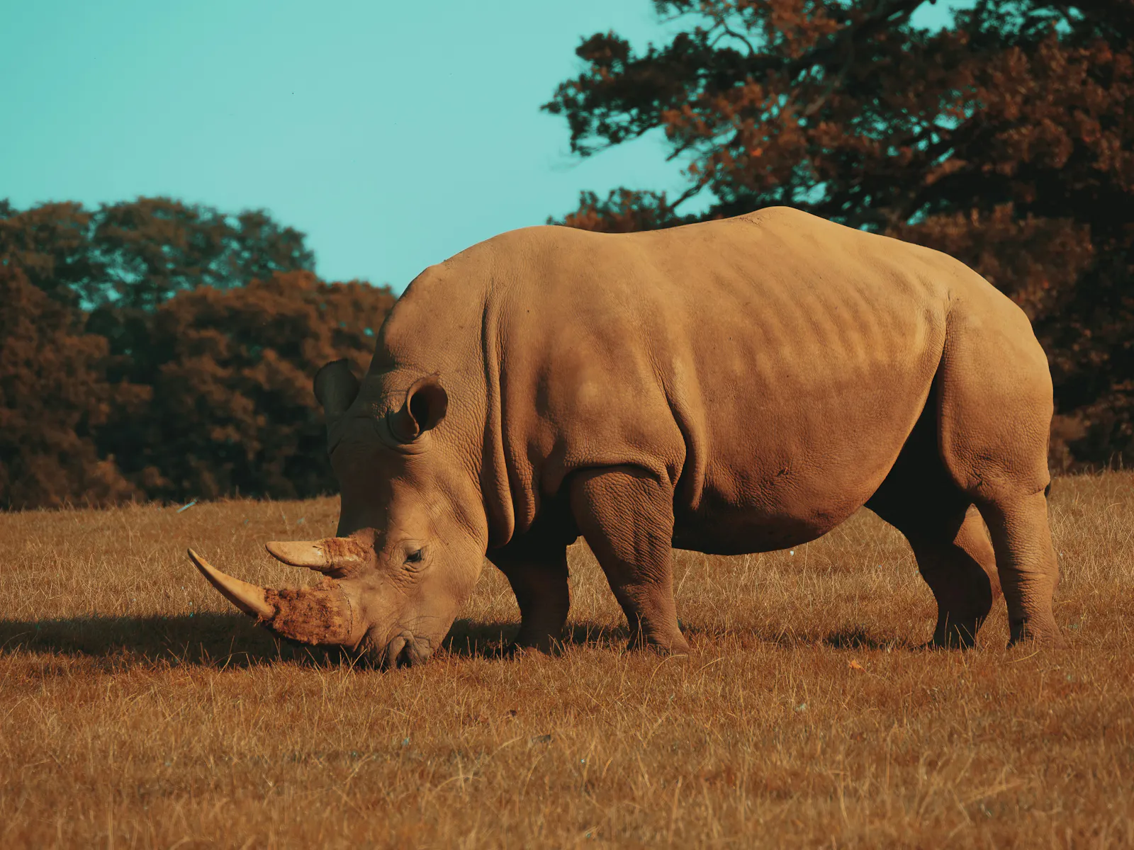 Nashorn