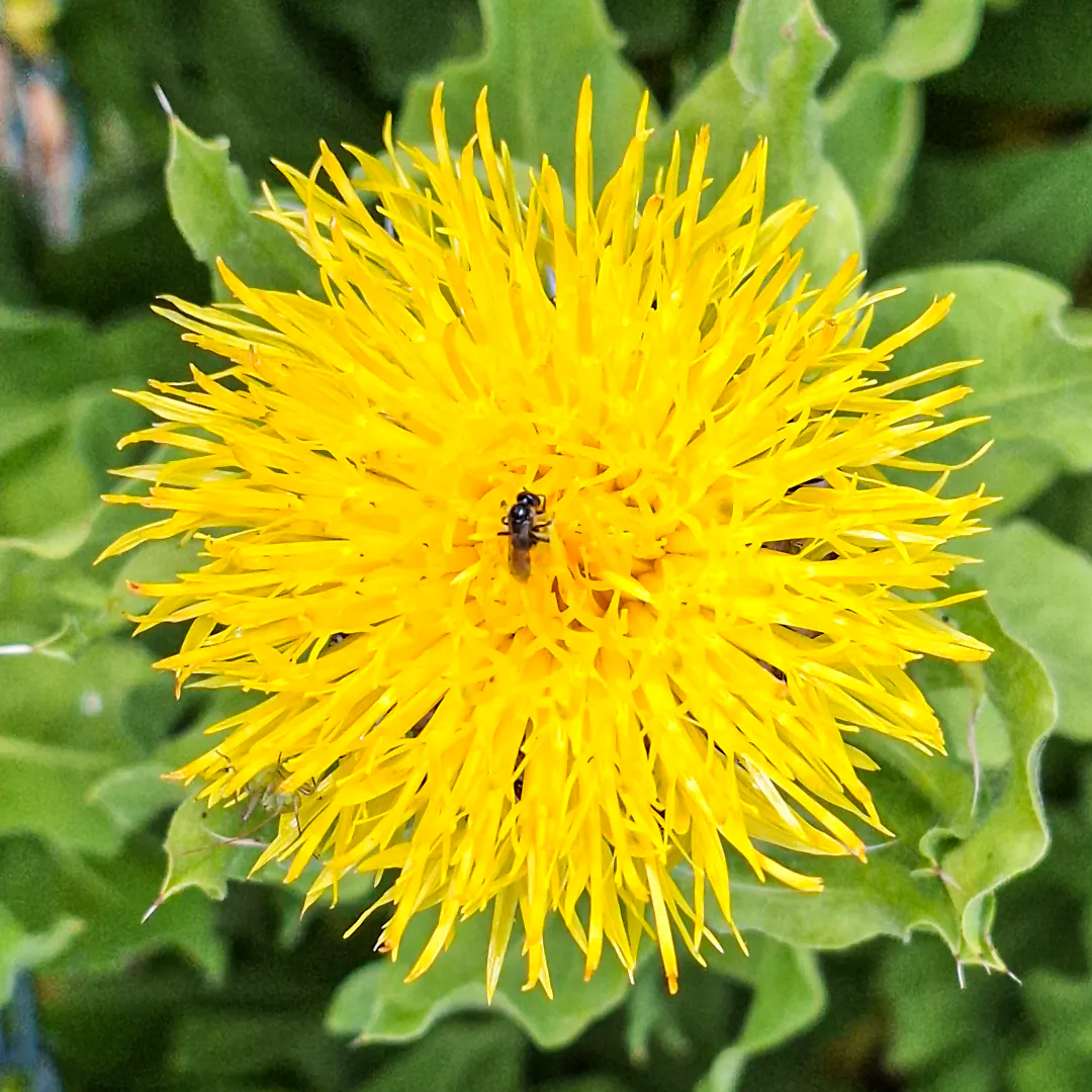 Große, gelbe Flockenblume mit winzig kleiner Wildbiene