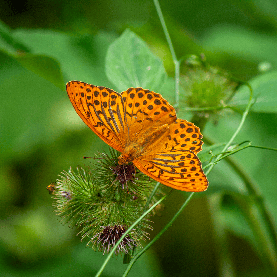Kaisermantel auf einer Blüte der Großen Klette