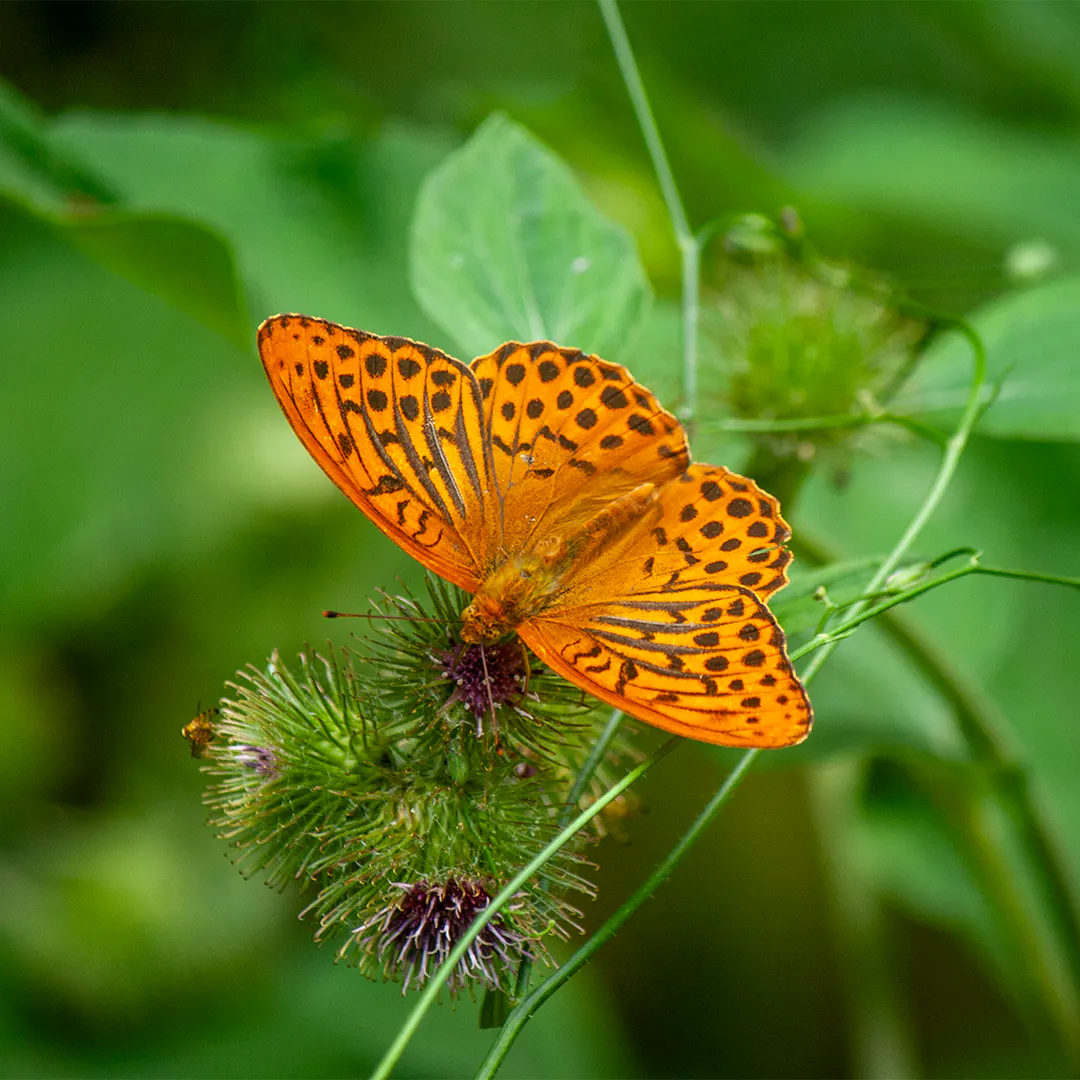 Kaisermantel auf einer Blüte der Großen Klette