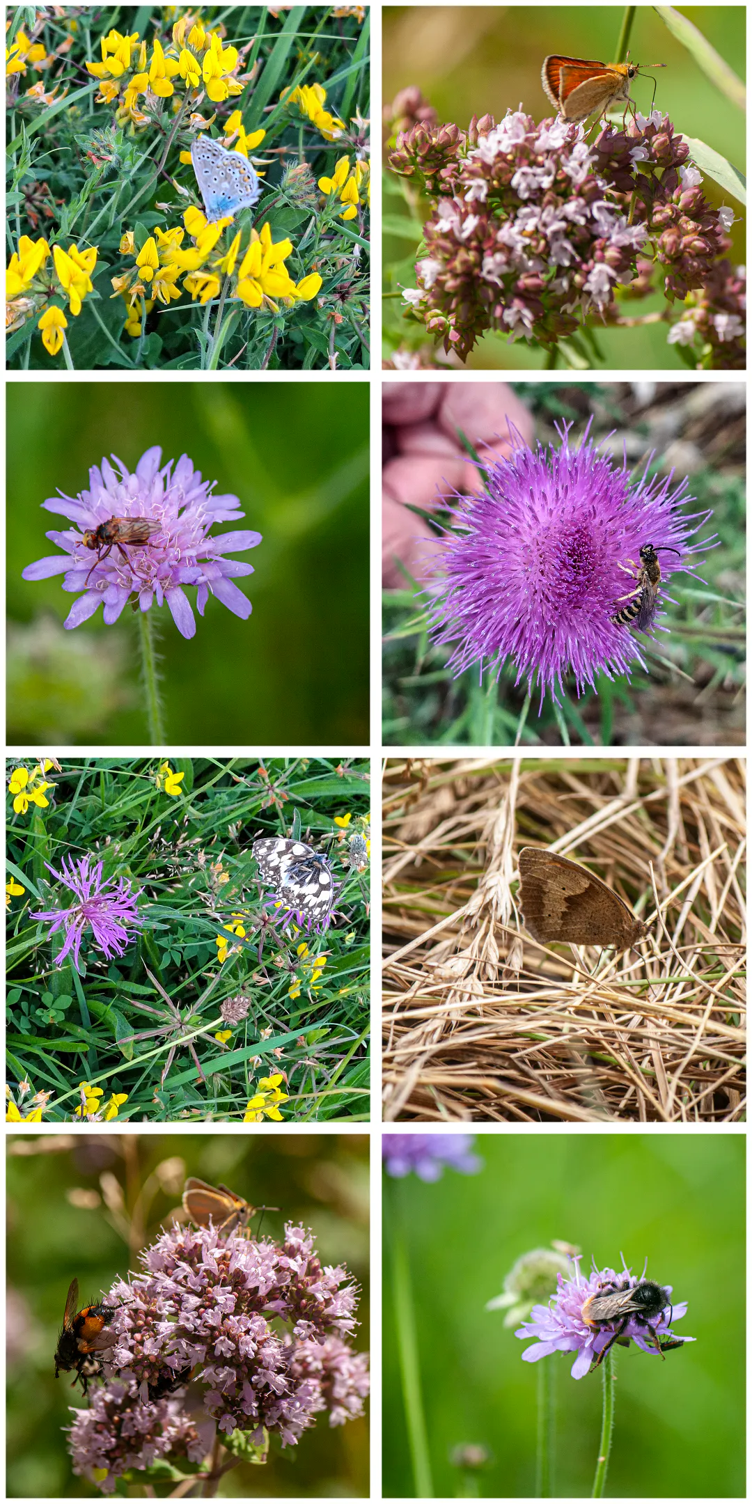 Fotocollage mit: Bläuling, Dickkopffalter, Schwebfliege, Schmalbiene, Schachbrettfalter, Mohrenfalter, Igelfliege, Widlbiene oder Hummel