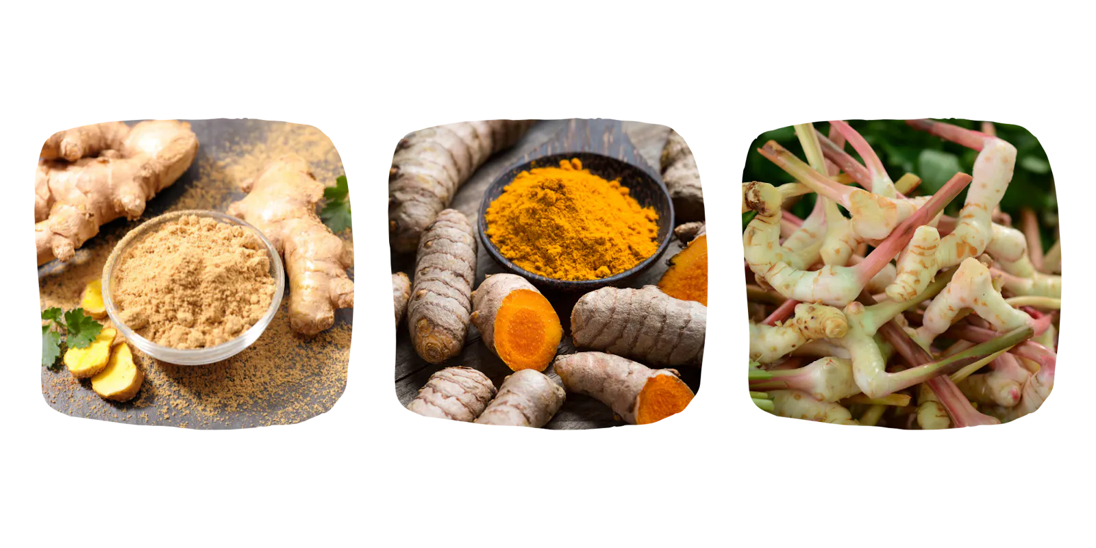 Ingwer, Curcuma und Galgant. alles sonnenkräuter die im Herbst wärmend wirken können und das Immunsystem stärkt.