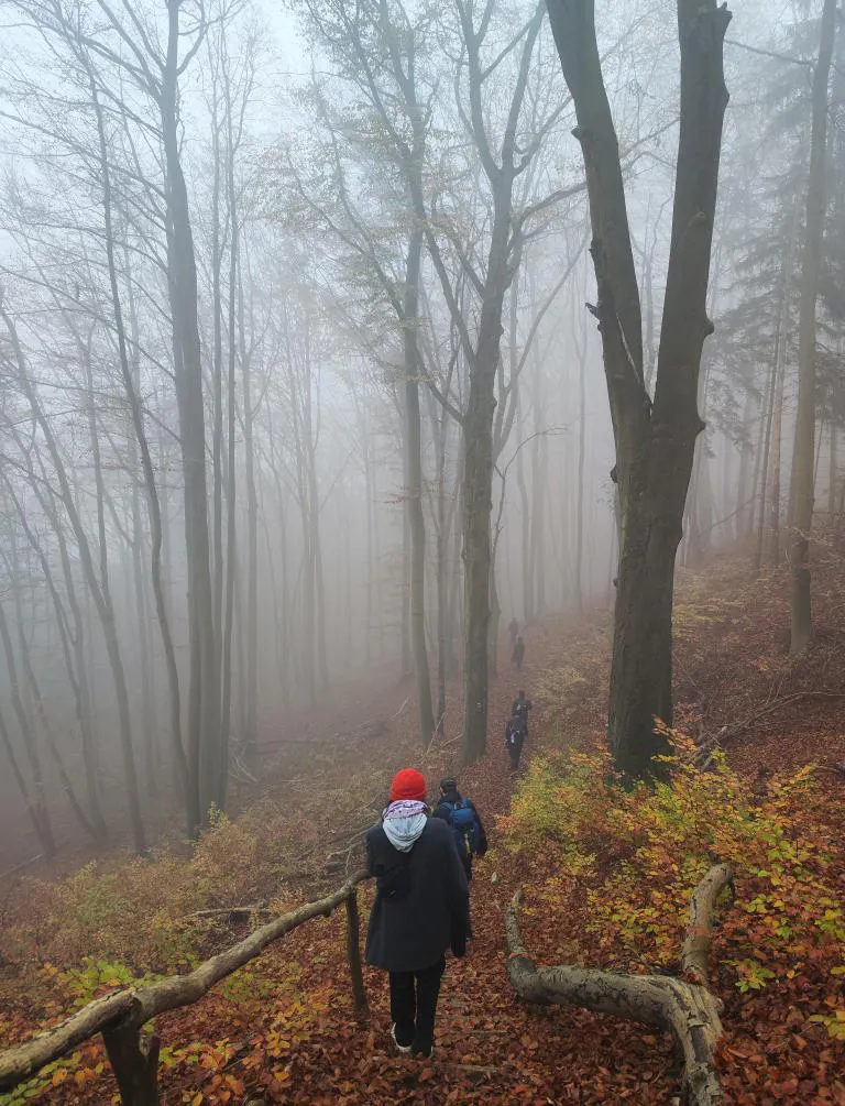 Wanderung Kernberge und Wöllmisse: nebliger Wald