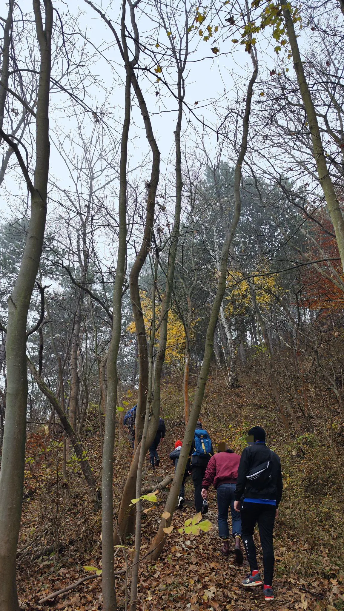 Wanderung Kernberge und Wöllmisse: Wanderer bergauf im Wald