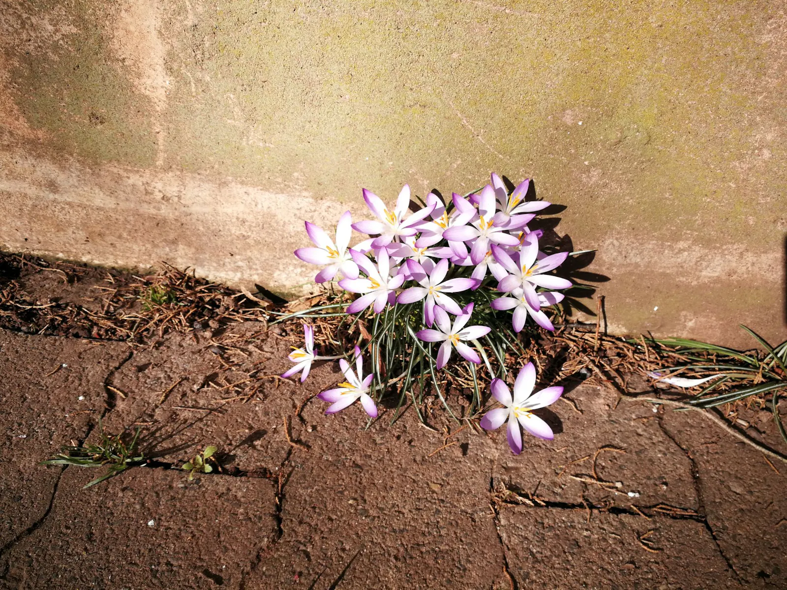Ein Strauß Elfen-Krokusse blüht am Rand eines Weges zwischen Pflastersteinen und einer Betonmauer. Ich habe das Bild Ende Februar 2022 gemacht.