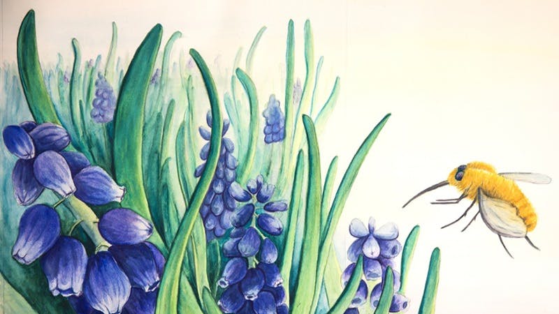 Illustration: Wollschweber an Traubenhyazinthe, 2024, Hilke Pantel