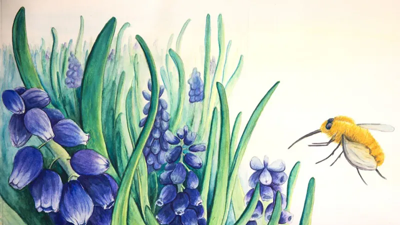 Illustration: Wollschweber an Traubenhyazinthe, 2024, Hilke Pantel