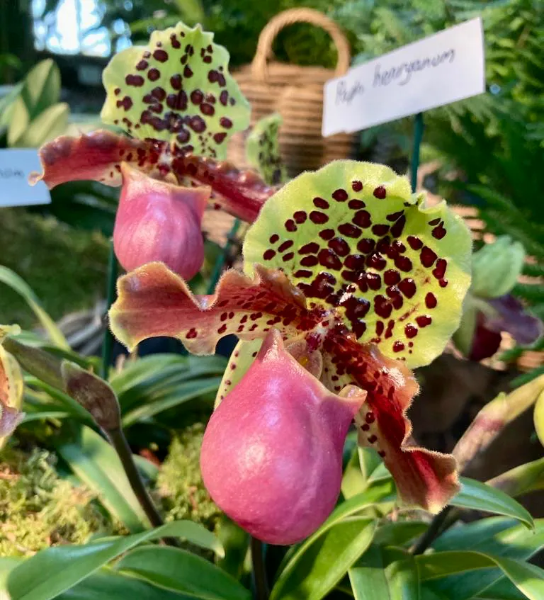 Paphiopedilum henryanum