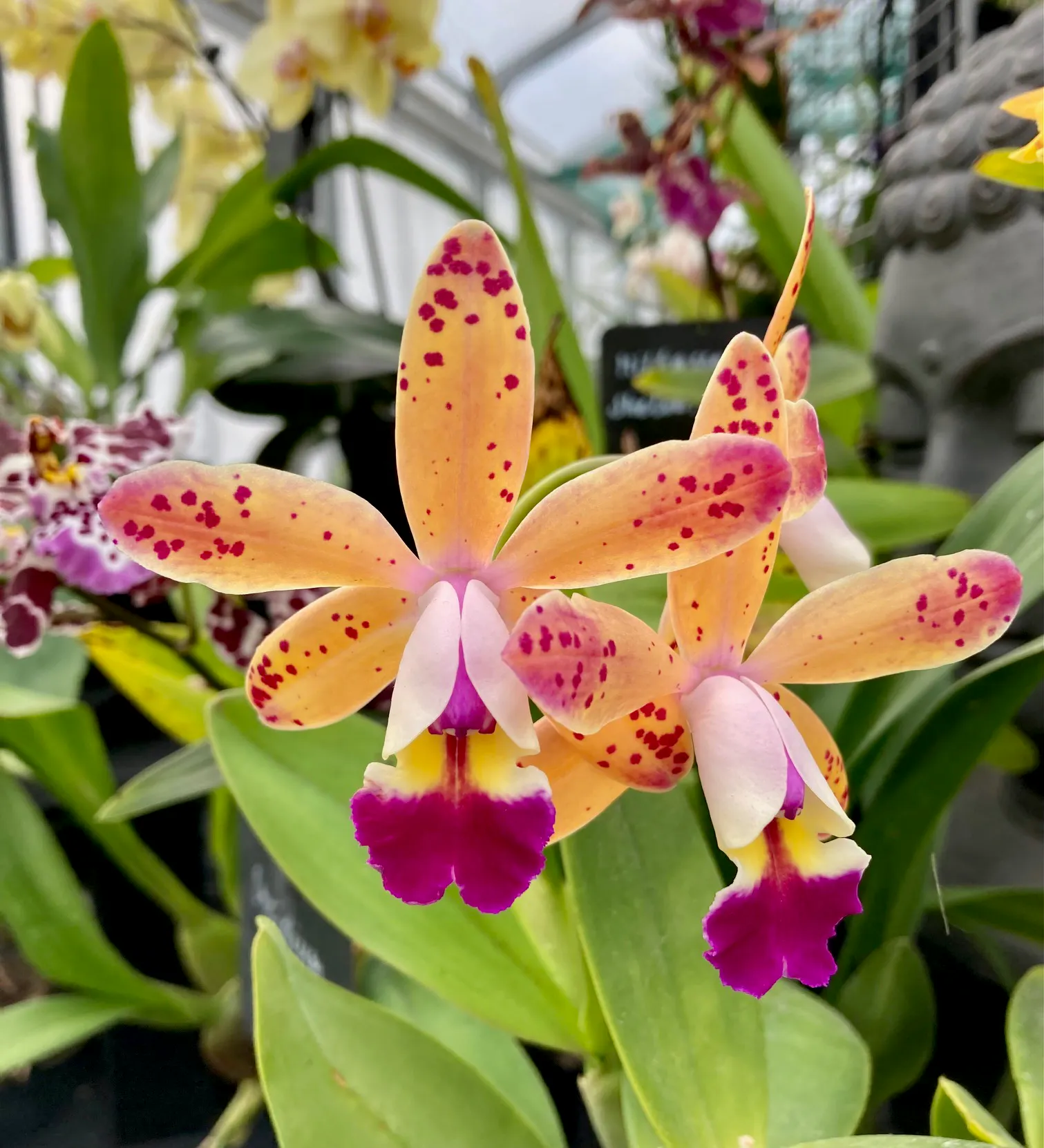 Cattley Tropical Pointer