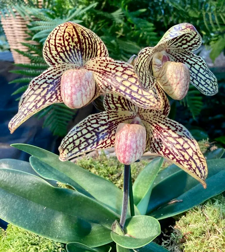 Paphiopedilum Mark Hasegawa