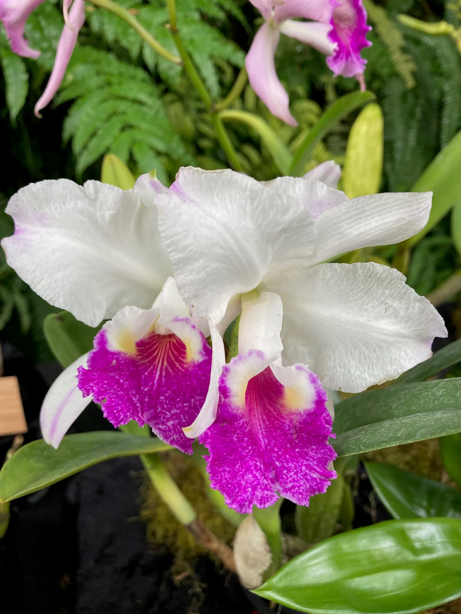 Cattleya lueddemaniana Cerro-Verde