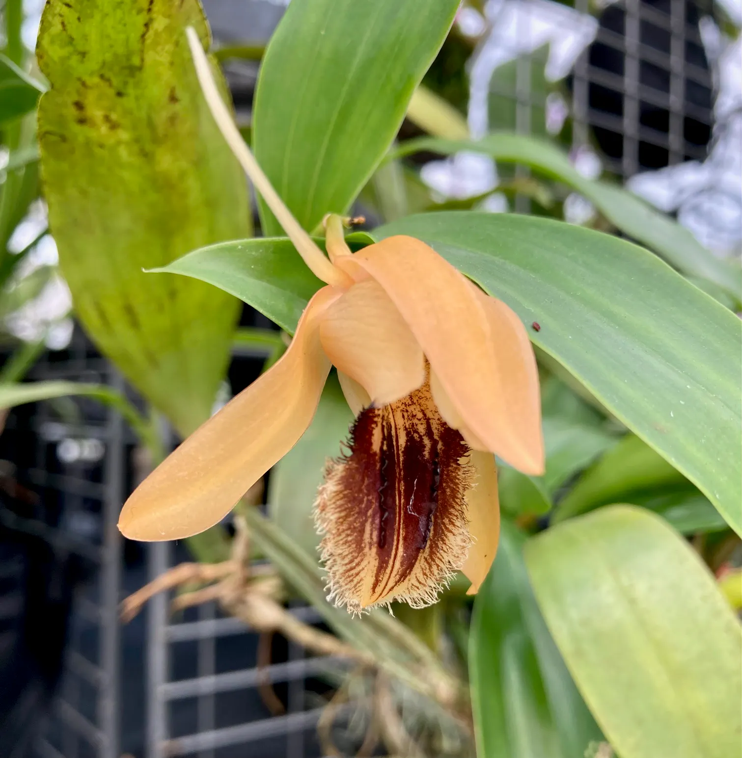 Coelogyne fimbriata