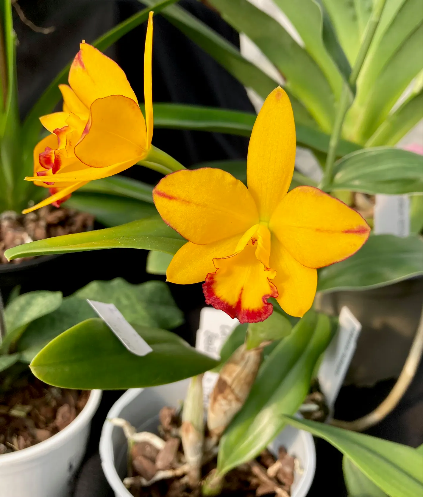 Cattleya Beaufort x Tinker