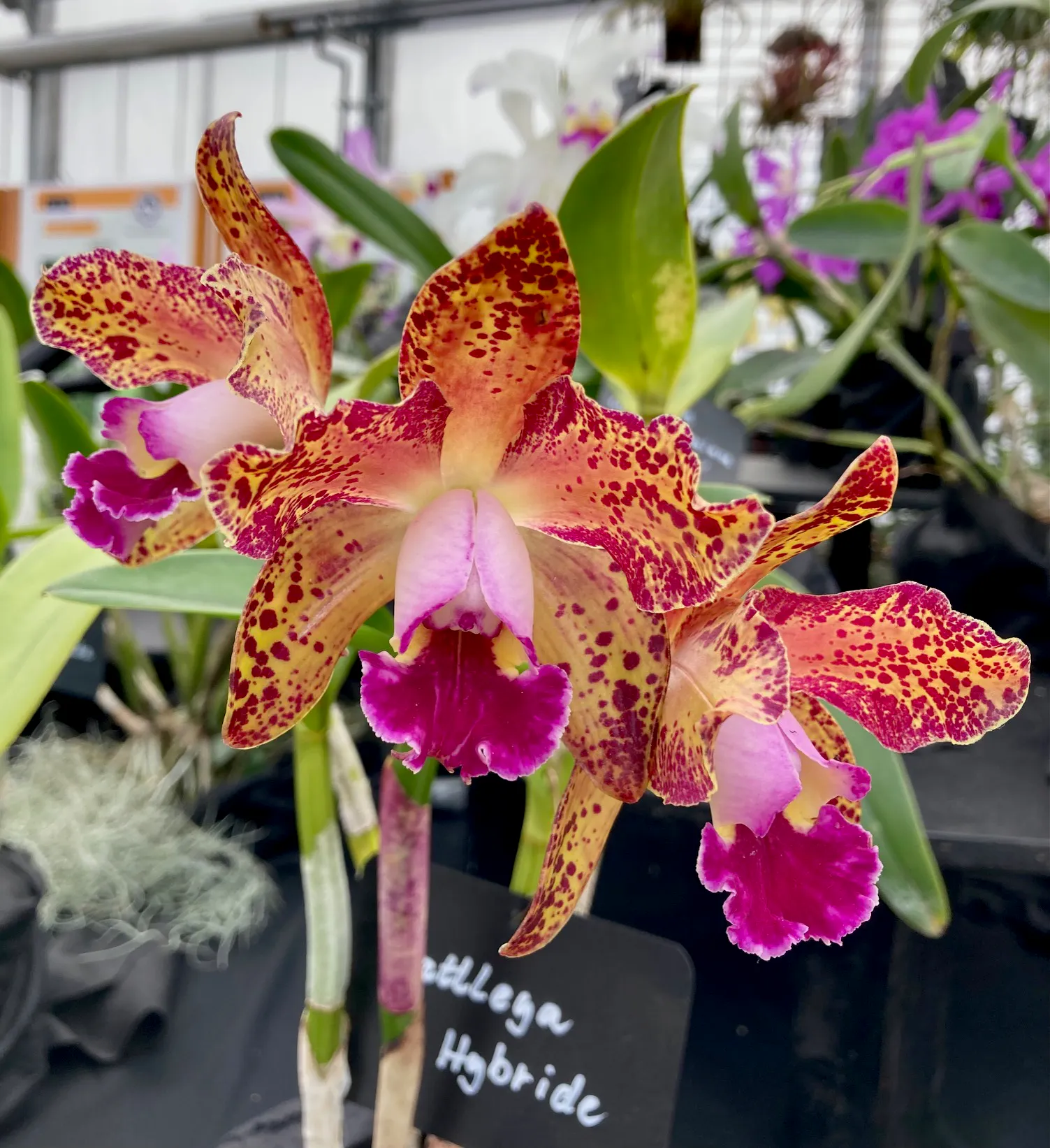 Cattleya-Hybride