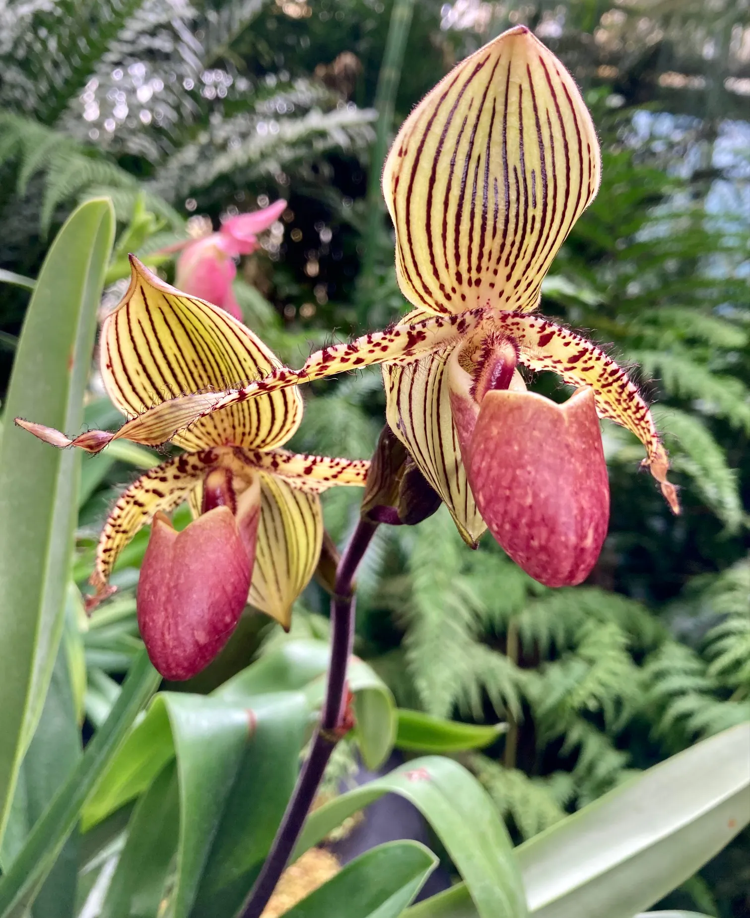 Paphiopedilum Vanguard