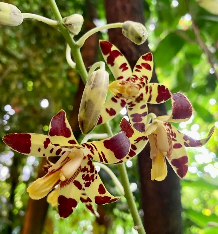 Ansellia africana