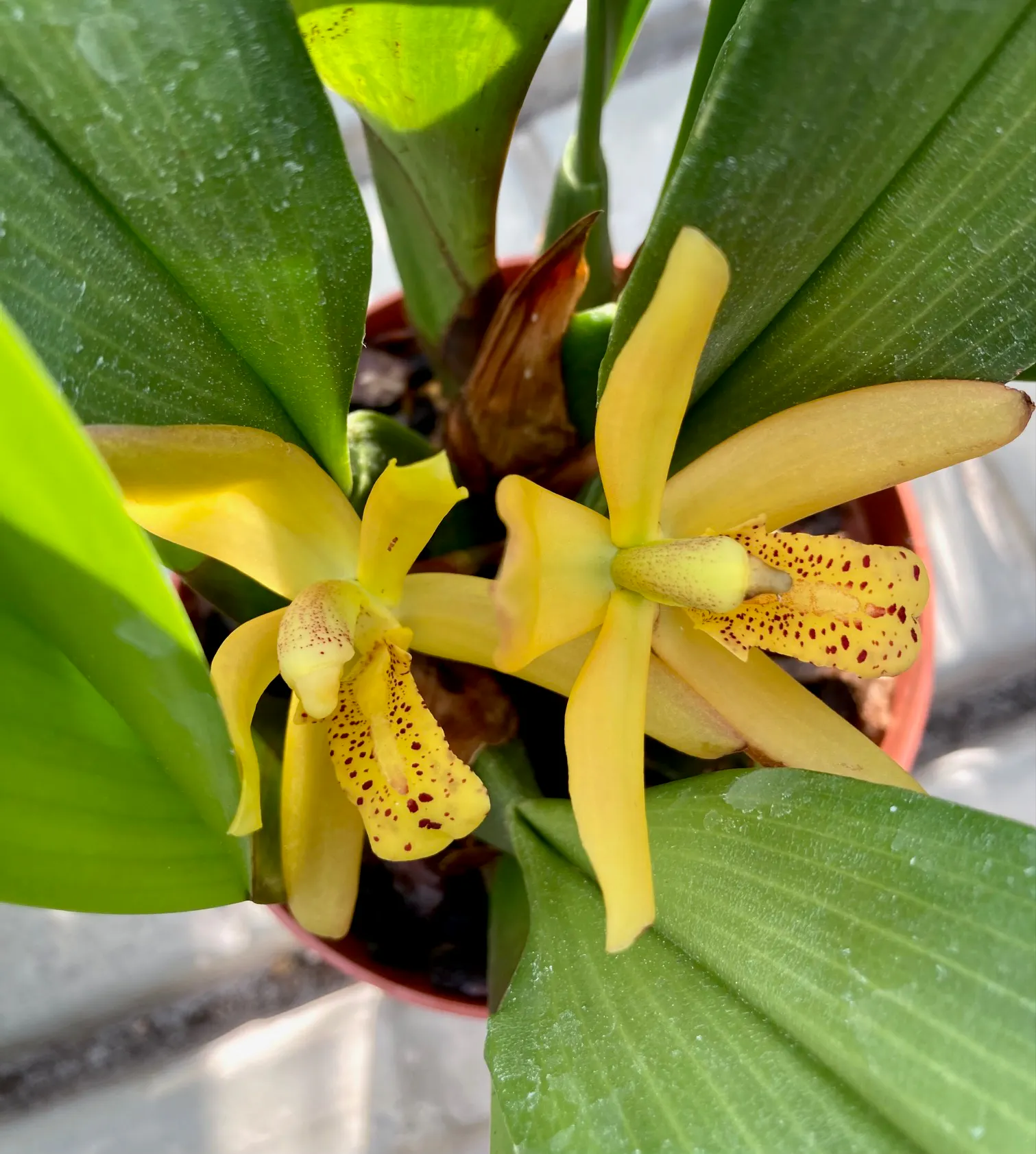 Maxillaria rufescens
