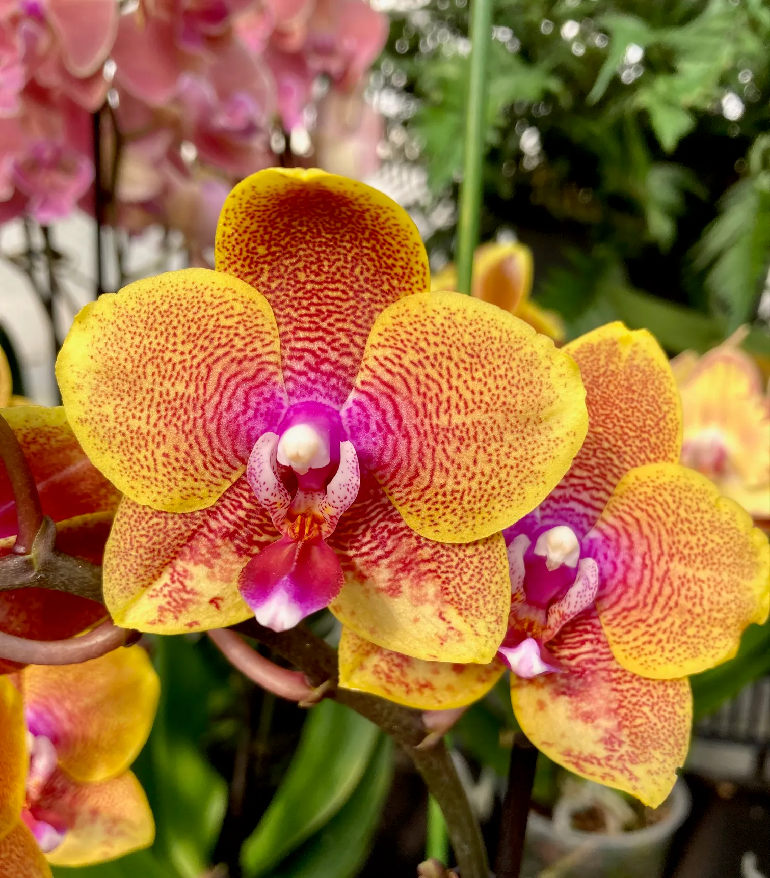 Phalaenopsis Sogo Lawrence