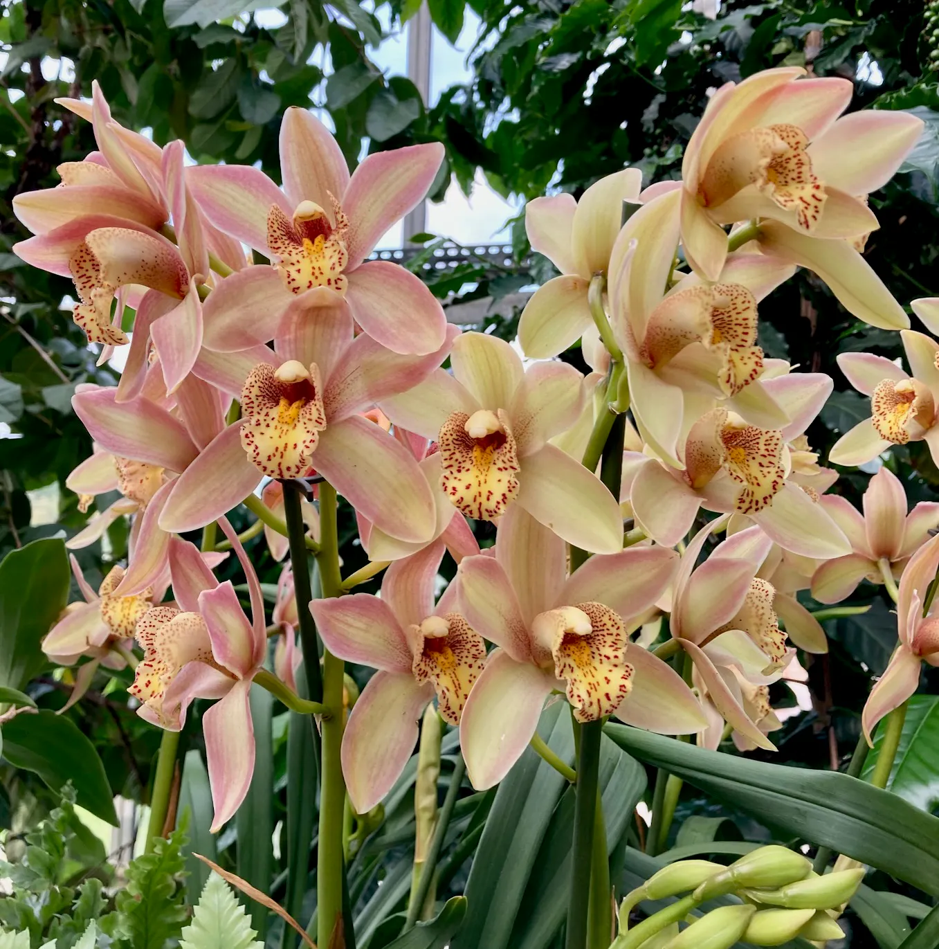 Cymbidium-Hybride