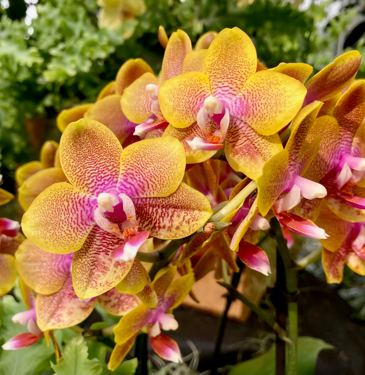 Phalaenopsis-Hybride