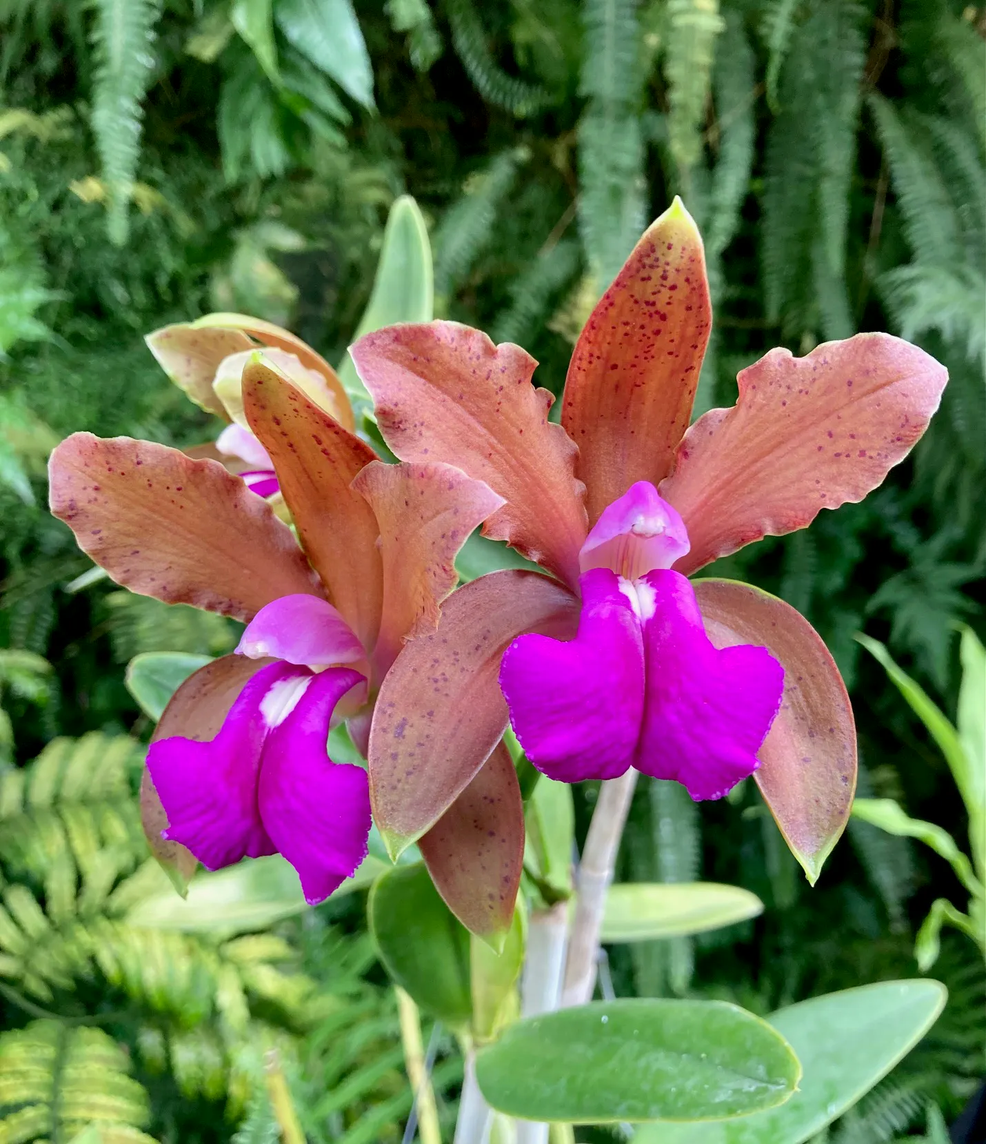 Cattleya bicolor
