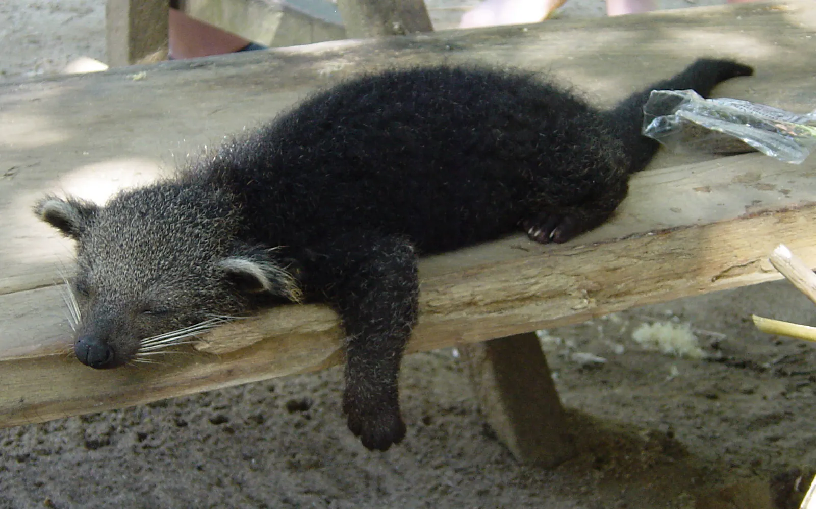 Binturong liegt schlafend auf Holzbalken